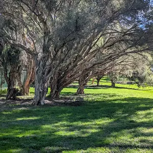 Just walked along the park next to the house today for a couple of Kms - felt like early Spring 🌼