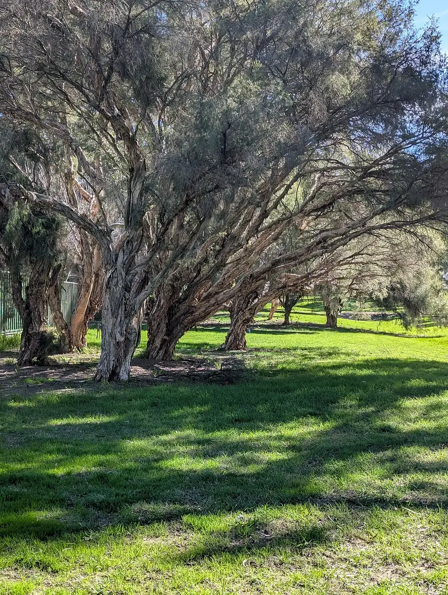Just walked along the park next to the house today for a couple of Kms - felt like early Spring 🌼