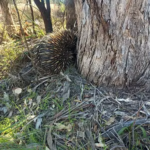 The little spiky person turned to look at me