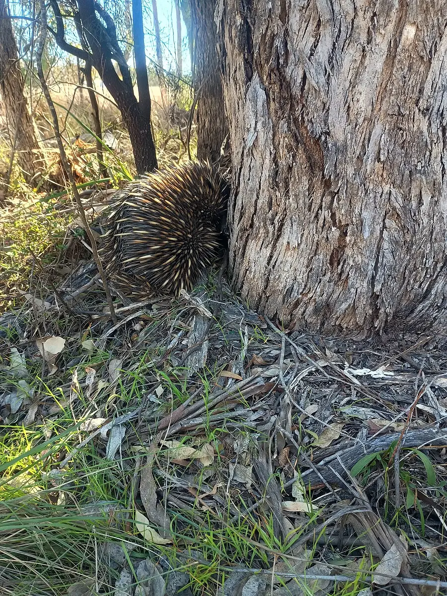 The little spiky person turned to look at me