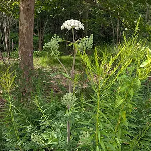 Real giant Hogweed