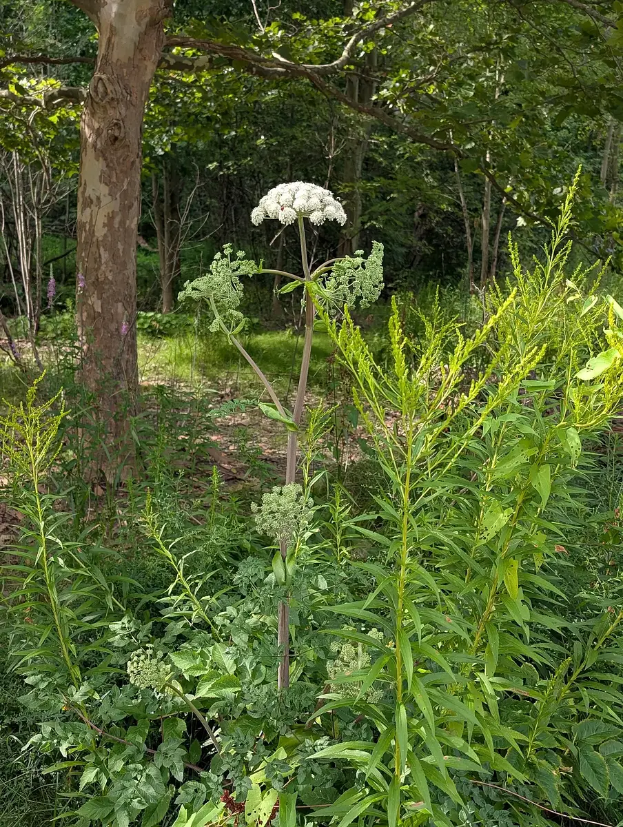 Real giant Hogweed