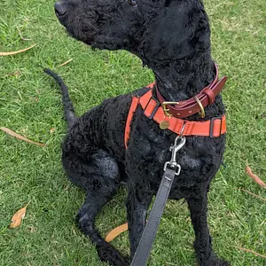 The reason walks take so long . . . everything has to be sniff tested!