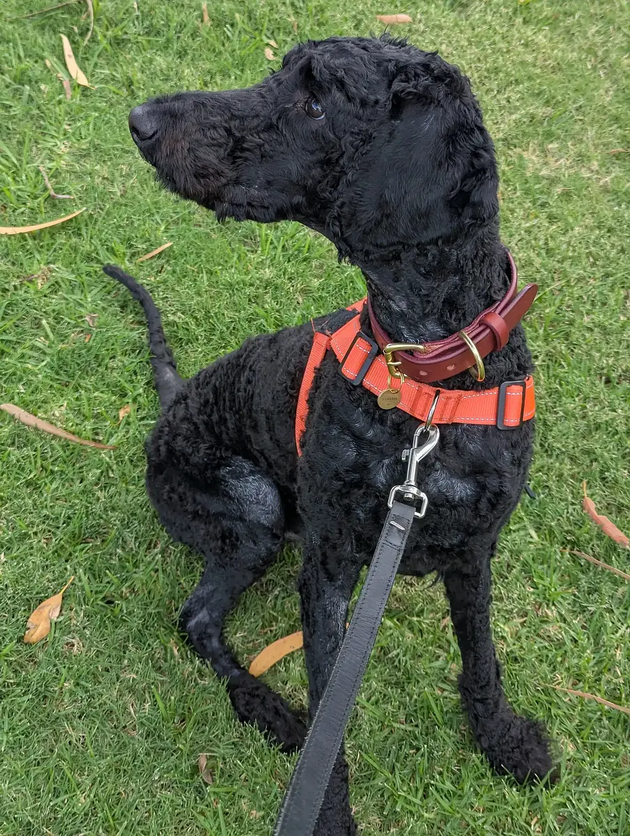 The reason walks take so long . . . everything has to be sniff tested!