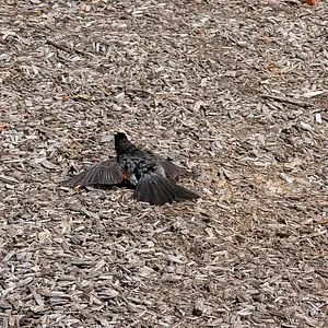 The robin (I thought he was injured at first, but he was just basking!)