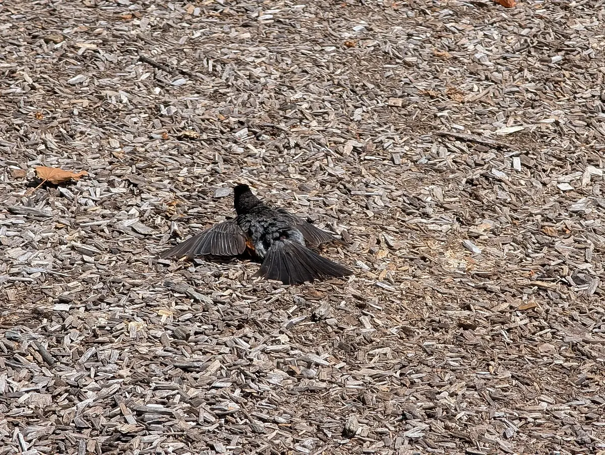 The robin (I thought he was injured at first, but he was just basking!)