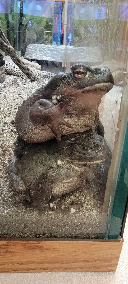Went to Miller Park Zoo today with family before heading back home. Very nice little zoo.