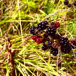 Blackberry path is in full bloom. Enough for half the town to make a pie.
