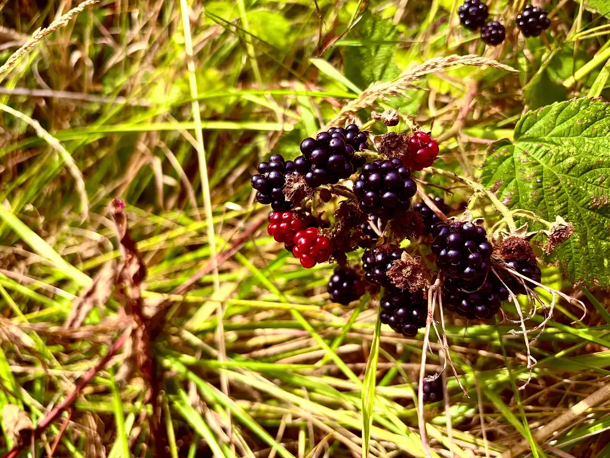 Blackberry path is in full bloom. Enough for half the town to make a pie.