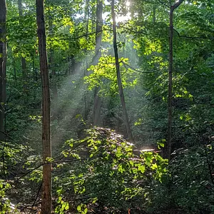 Sun and rain in the woods.