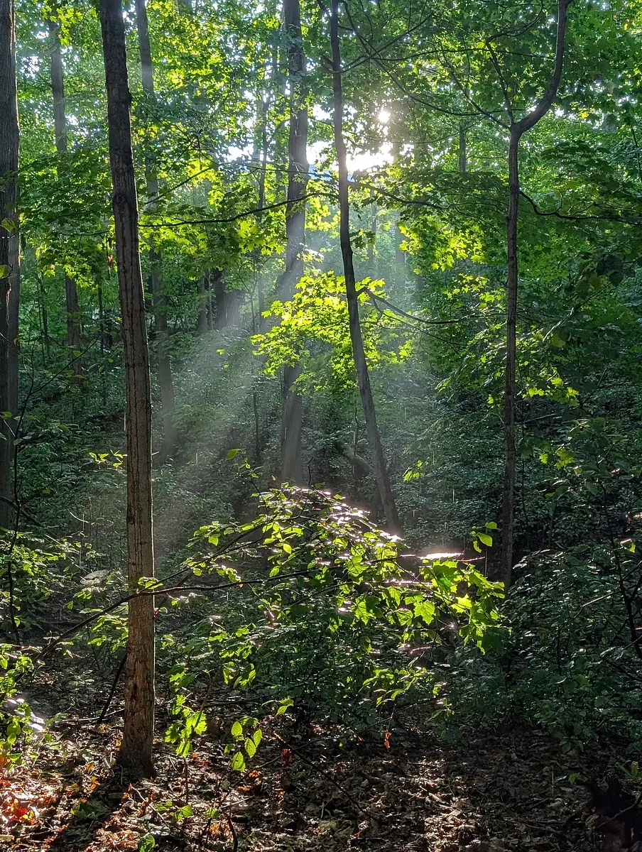 Sun and rain in the woods.