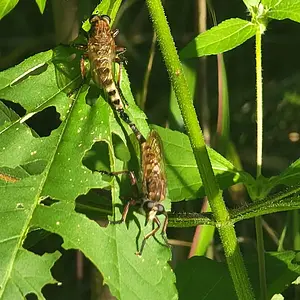 Mating Robber Flies