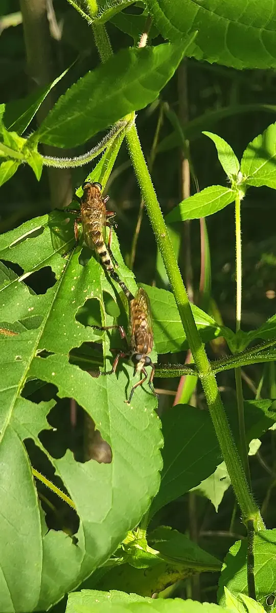 Mating Robber Flies