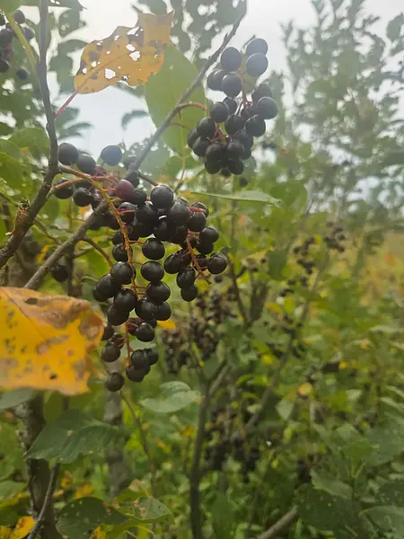 A photo shared by a cozy walker