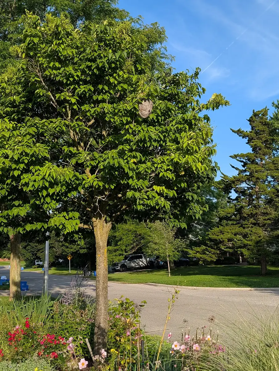 Walk photo from Wednesday, August 26