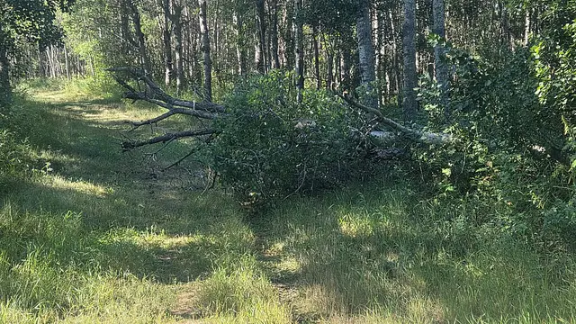 A walk shared in The Meadow