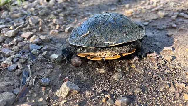 Nice weather for… turtles! 🐢 Helped this little guy cross the road