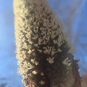 Closeup of a Xanthorrhoea flower spike. This one is 2 metres tall
