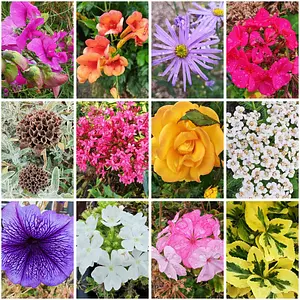 Some colours from our walk 🐾 👣 🐾