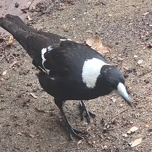 Magpie stopped by to say hello