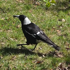 Had a serenade from this friendly magpie.