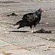Walk photo from Sunday, October 4