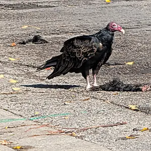 Walk photo from October 4, 2026