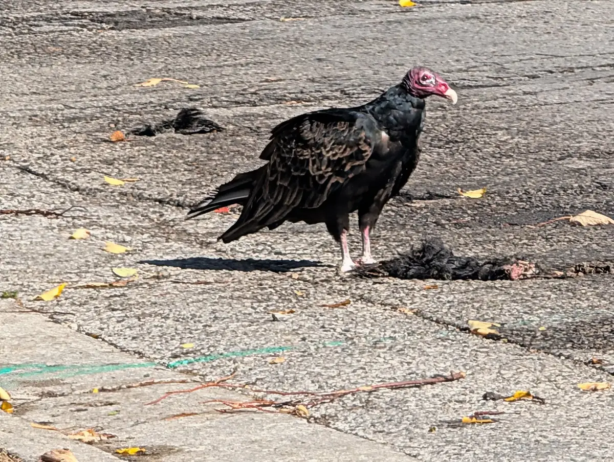 Walk photo from Sunday, October 4