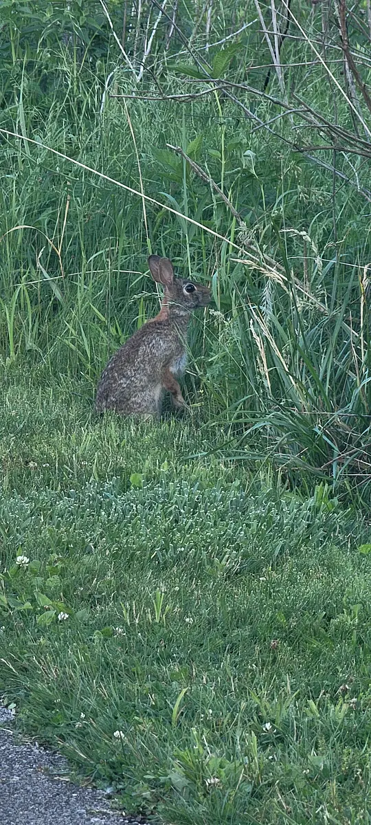 Walk photo from Wednesday, May 27