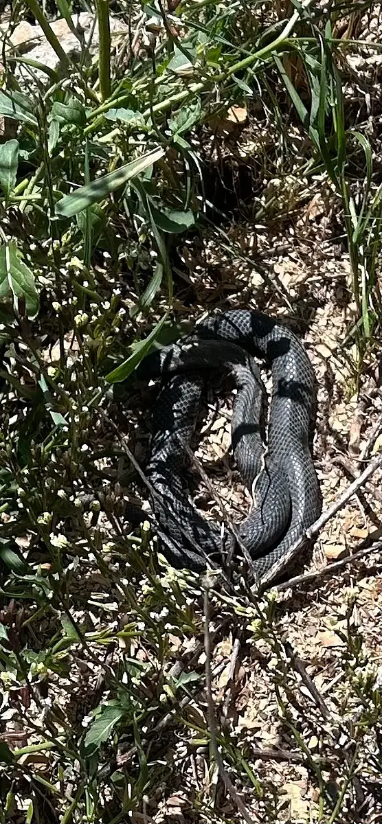 This is Hiss. Hiss has apparently moved in under the verandah… Might not be gardening for a while…