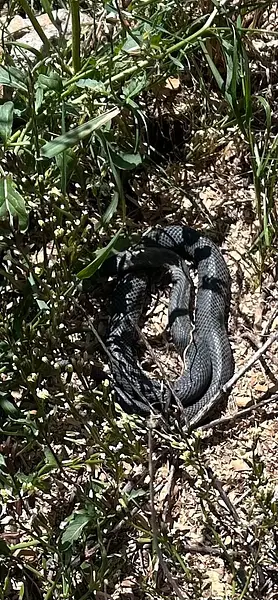 This is Hiss. Hiss has apparently moved in under the verandah… Might not be gardening for a while…