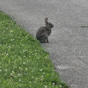 Walk photo from May 29, 2026