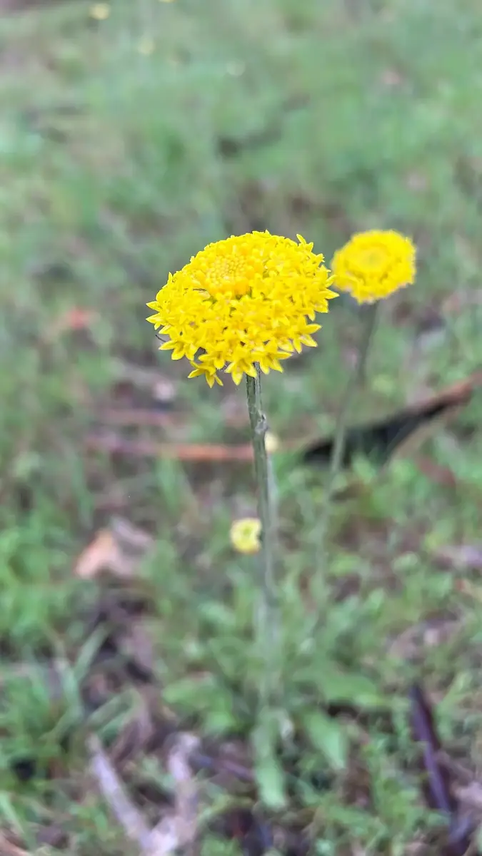 Endangered plant sighting… 😊