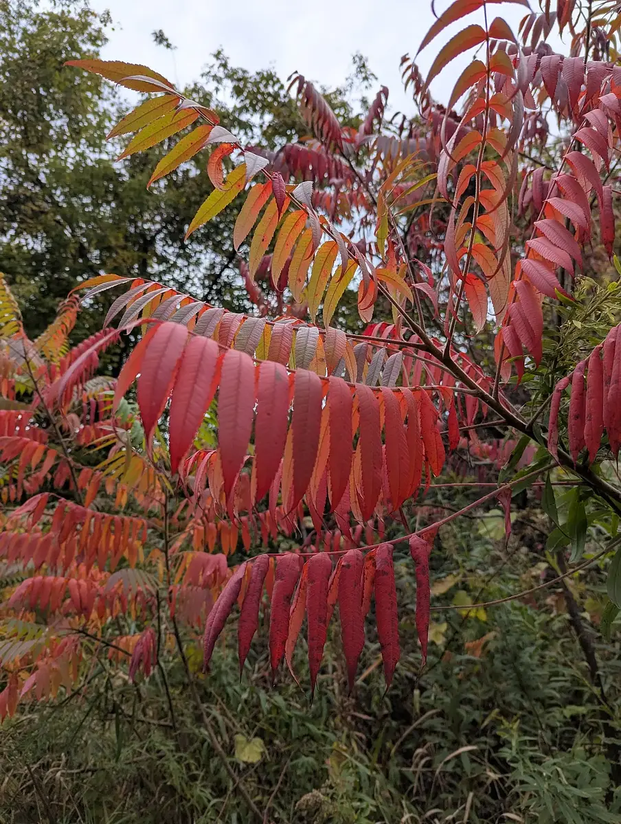 A photo shared by a cozy walker