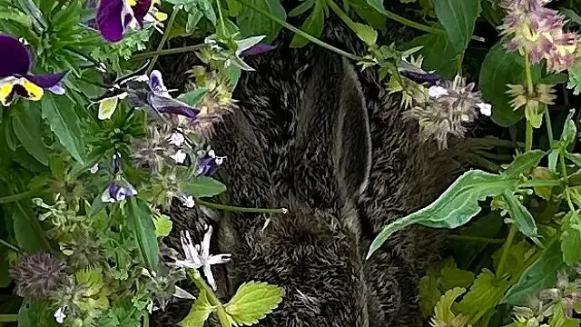 Look who’s hiding in the garden as I left… (nice change from the snake, who is still there too 😄)