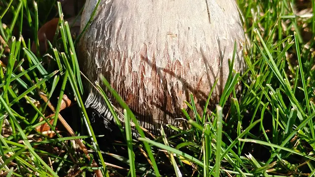 A walk shared in The Meadow