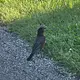 Walk photo from Tuesday, June 2