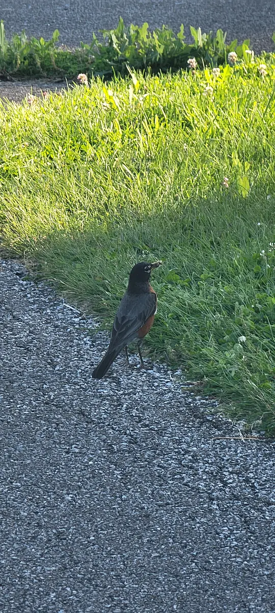 Walk photo from Tuesday, June 2