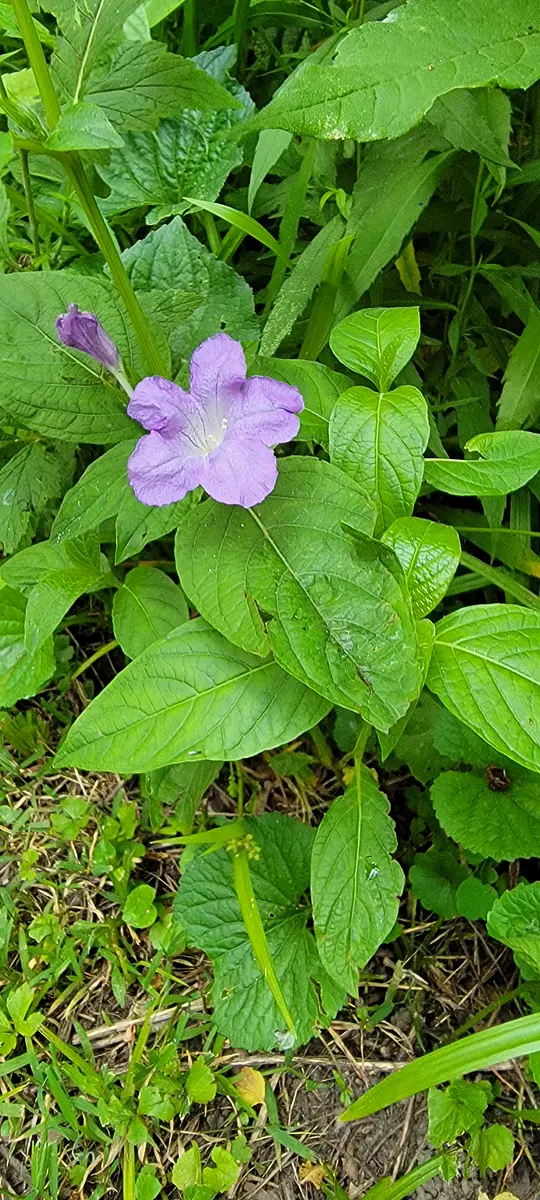 Walk photo from Friday, June 5