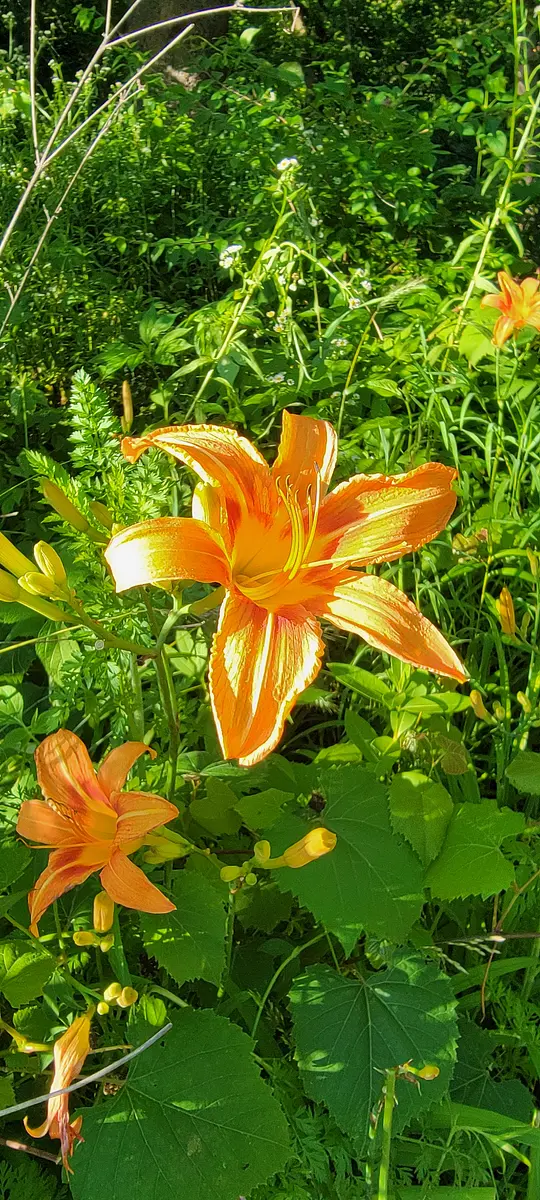Walk photo from Friday, June 12