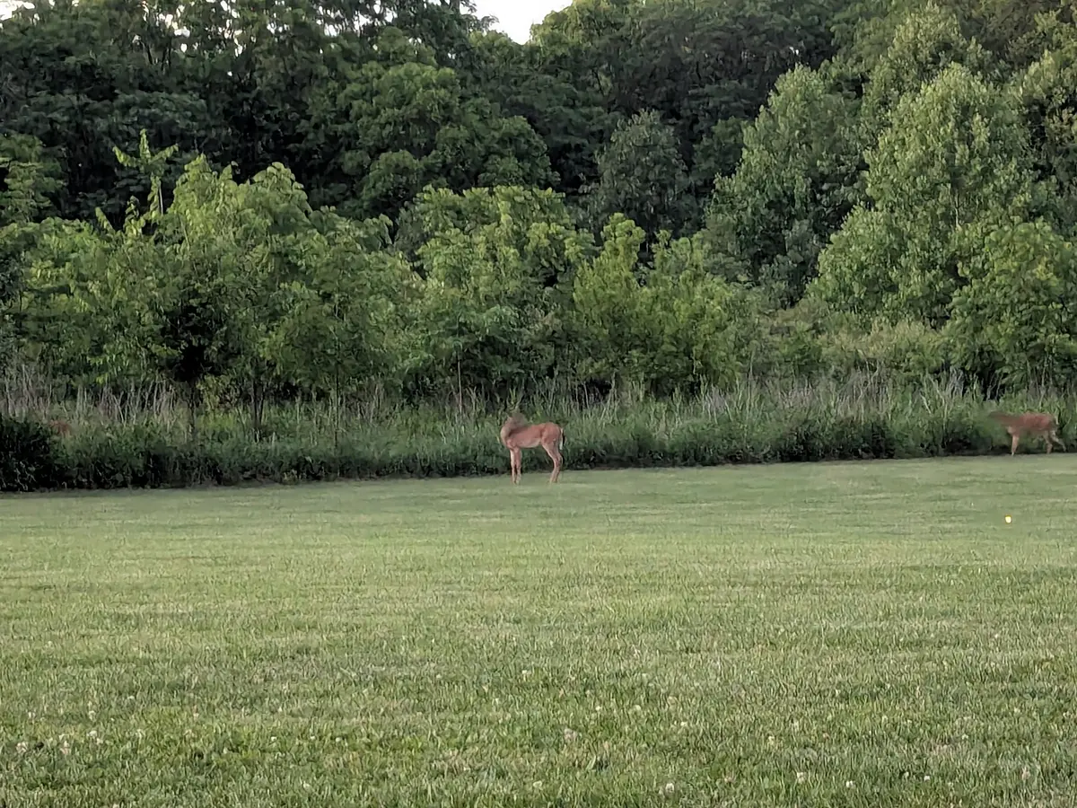 Walk photo from Saturday, June 13