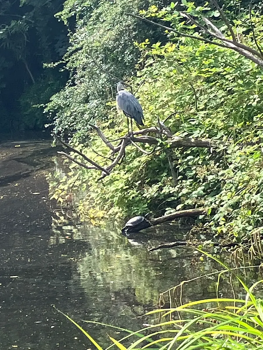 Walk photo from Tuesday, June 30
