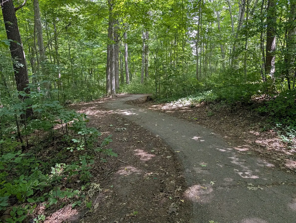 Little forest trail I always cut through