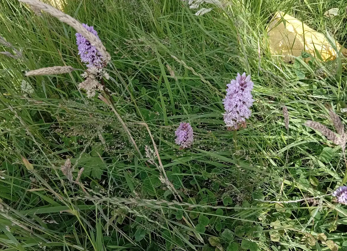 Lesser spotted orchid at the roadside