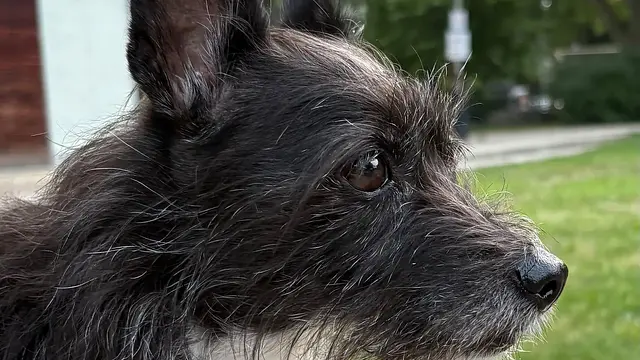 Doggo ❤️