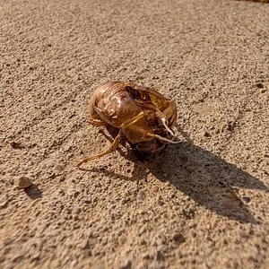 Found a cicada shell.