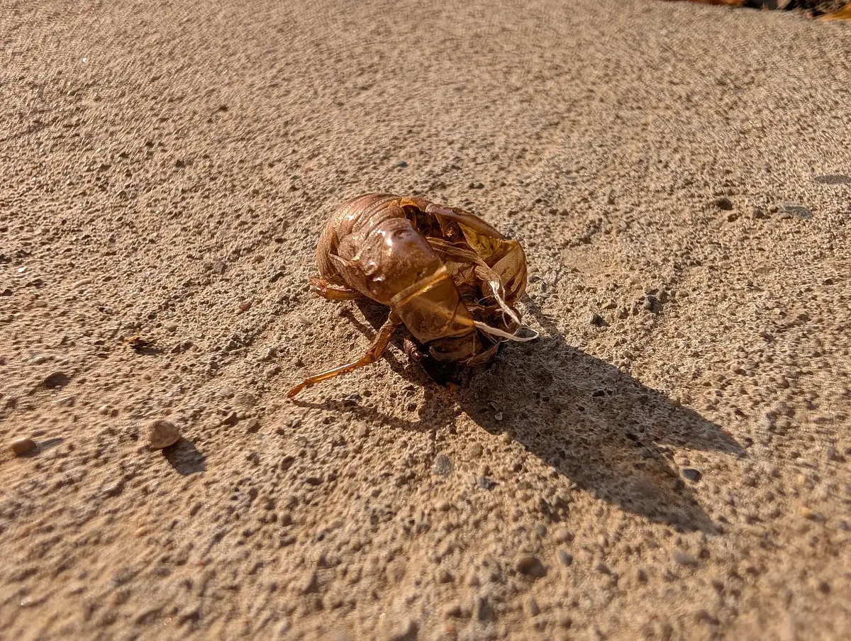 Found a cicada shell.
