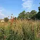 Walk photo from Friday, July 17