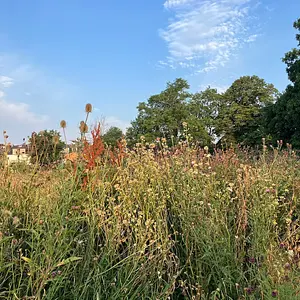 Walk photo from July 17, 2026