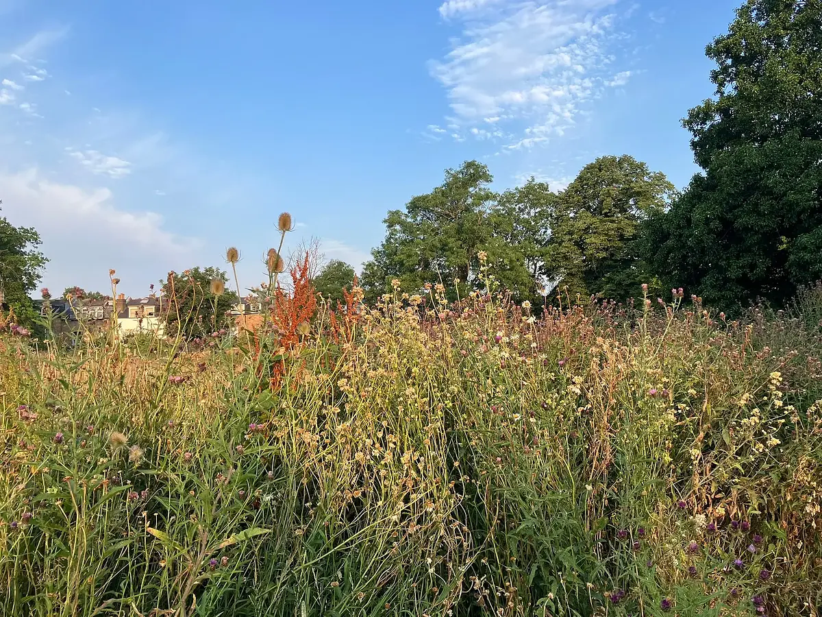Walk photo from Friday, July 17